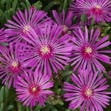 Delosperma 'Earlybird Purple' stunning purple flowers.