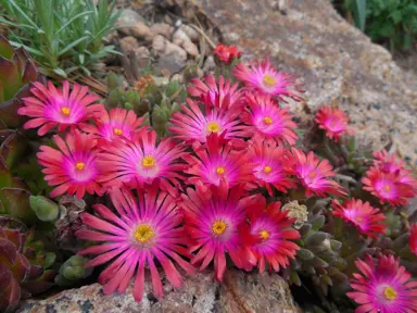 Delosperma 'Garnet' showy-red-pink flowers on a plant growing between rocks.