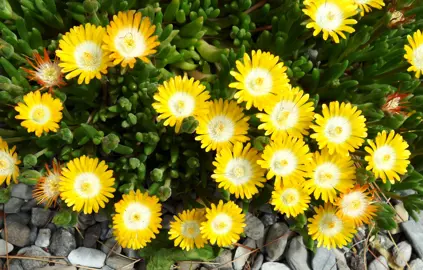 Delosperma 'Peridot' plants with stunning yellow flowers above fleshy, green foliage.