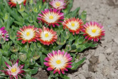Delosperma 'Ruby' ground cover plants with red and yellow flowers above small, green foliage.