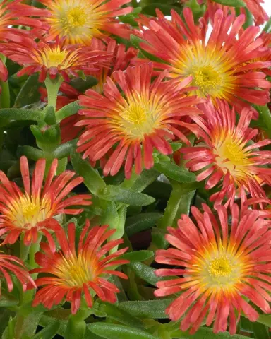 Delosperma 'Sandgem Dark Orange' orange flowers above succulent, green foliage.