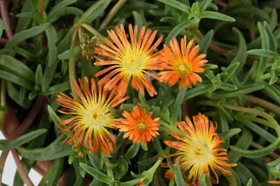 Delosperma 'Sandgem Ember' plant with orange flowers above succulent, green leaves.