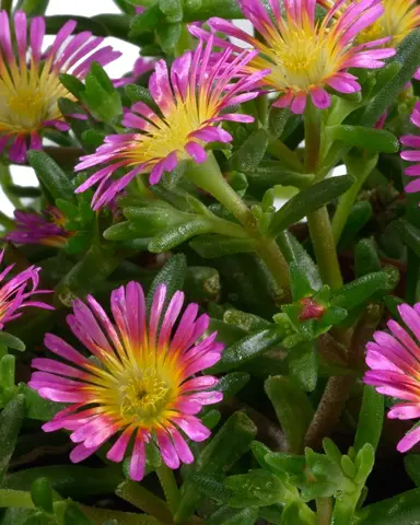 Delosperma 'Sandgem Fuchsia' plant with pink and yellow flowers above flesghy, green leaves.