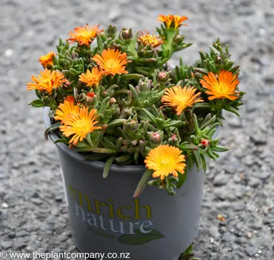 Delosperma 'Sandgem Gold' plant for sale at The Plant Company nursery.