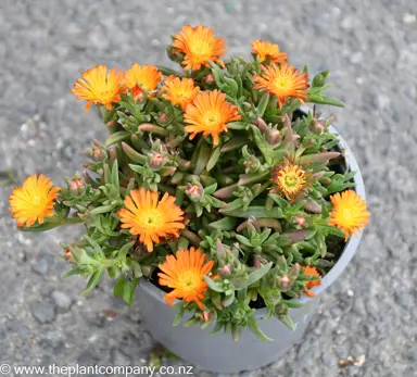 Delosperma 'Sandgem Gold' plant with stunning yellow-orange flowers.