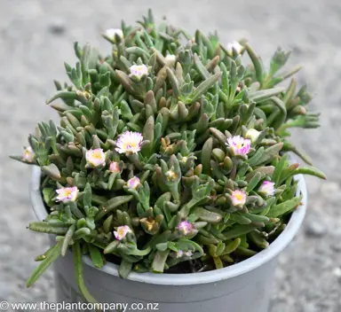 Delosperma 'Sandgem  White' plants with lovely pink and white flowers above lush, green foliage.