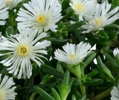 Delosperma 'Sandgem  White' plants with white flowers and lush, green foliage.