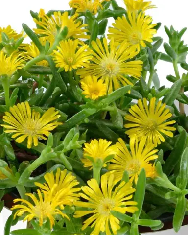 Delosperma 'Sandgem Yellow' plant with yellow flowers above fleshy, green leaves.