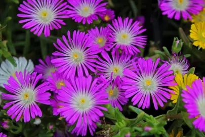 Delosperma 'Violet Wonder' showy, dark pink flowers.