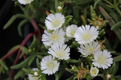 Delosperma 'White Wonder' elegant white flowers above fleshy, green leaves.