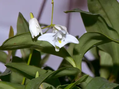 Dendrobium kingianum 'Alba' plant with white flowers and lush, green leaves.