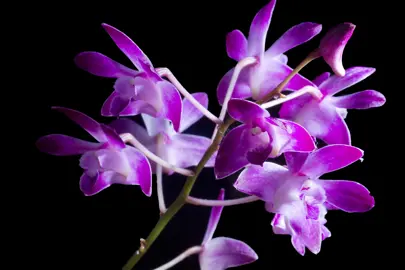 Dendrobium kingianum elegant, pink orchid flowers.