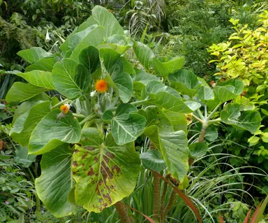 Dendroseris litoralis tree with an orange flower.