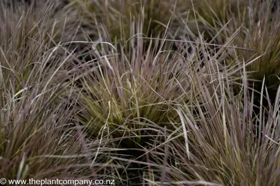 deschampsia-daybreak--1