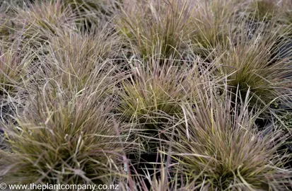 deschampsia-daybreak--2