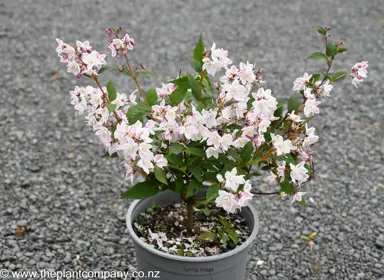 Deutzia 'Compact Pink' in spring for sale at The Plant Company nursery.
