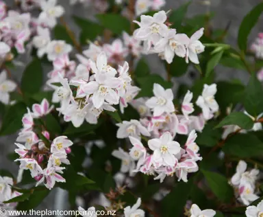 Deutzia 'Compact Pink' elegant pink flowers with small, green foliage.