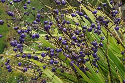 dianella-nigra-2