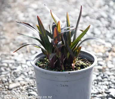 Dianella 'Blaze' plant for sale at The Plant Company nursery.