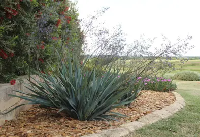 Dianella 'Blutopia' large plant in a garden.