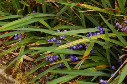 Dianella caerulea plants with blue berries.