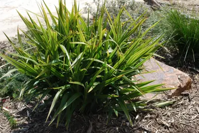 dianella-caerulea-goddess-