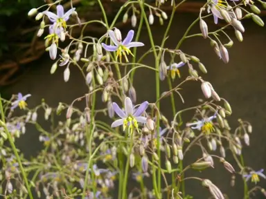 dianella-caerulea-goddess-1