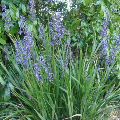 Dianella caerulea plants with blue flowers.