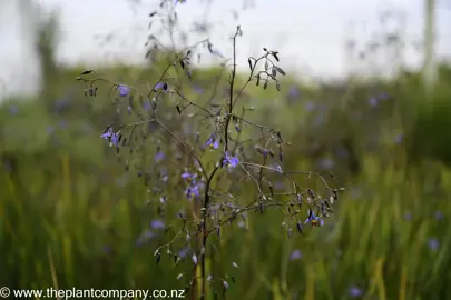 dianella-revoluta-kentlyn--1