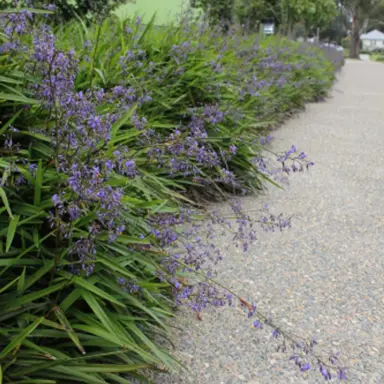 dianella-caerulea-little-jess--1