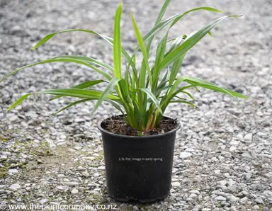 Dianella nigra plant for sale at The Plant Company nursery.