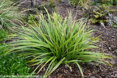 Dianella nigra plant in a NZ native garden with lush green foliage.