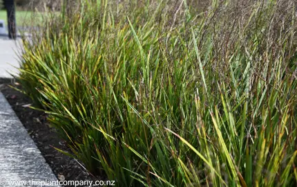 Dianella Revelation plants with lush, green foliage in a garden.