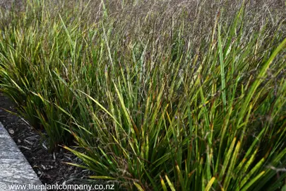 Dianella Revelation plants growing in a garden.