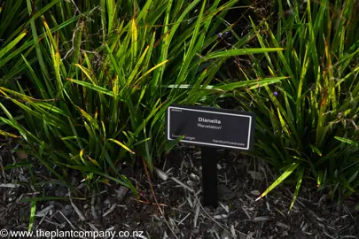 Dianella Revelation plants up close.