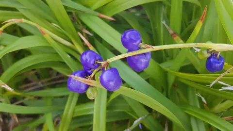 dianella-revoluta-