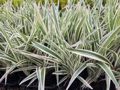 dianella-silver-streak--1