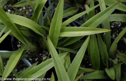 dianella-tasmanica--1