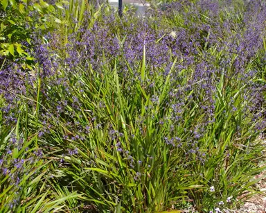 dianella-tasmanica--2