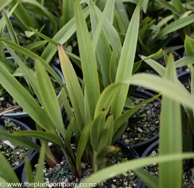 dianella-tasmanica-