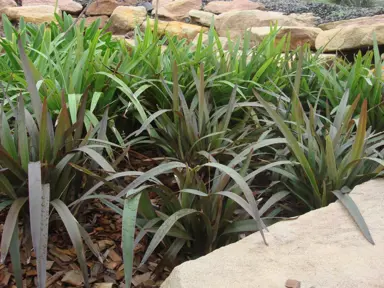 dianella-blaze-