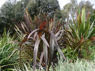 dianella-blaze-1