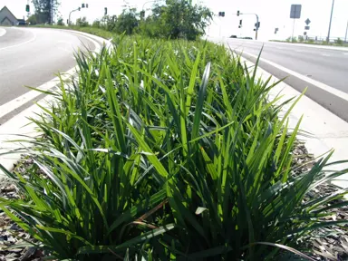 dianella-caerulea-breeze-