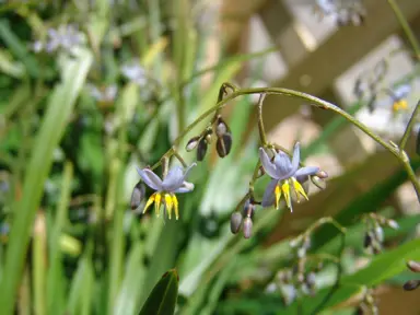 dianella-caerulea-breeze-1