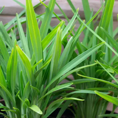 dianella-caerulea-breeze-2