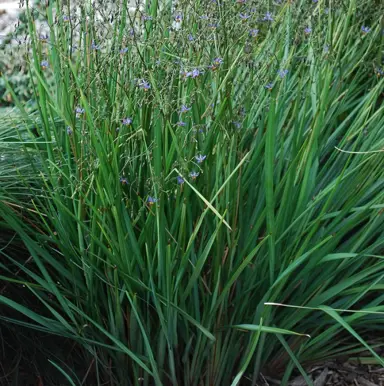 dianella-sea-spray-