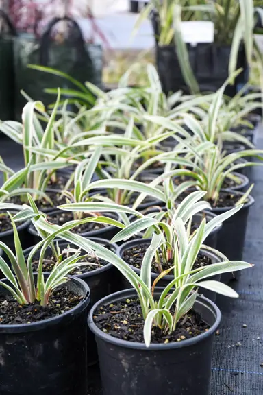 dianella-tasmanica-wyeena-