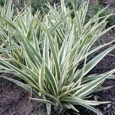 dianella-tasmanica-wyeena-1