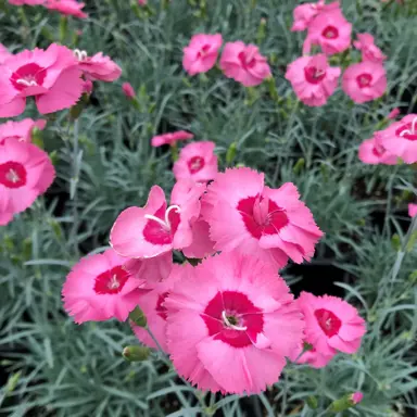 dianthus-angel-of-hope--1