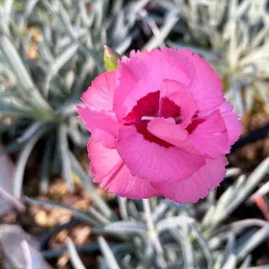 dianthus-angel-of-hope--2